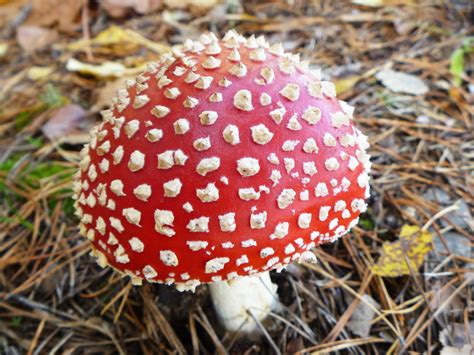 Mushrooms Some Are All Natural Poison American Council On Science