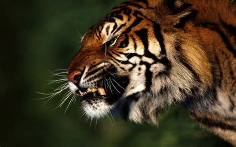 Rough Tiger Hd Wallpaper 1080p ~ The Wallpaper Database