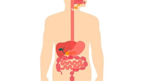 El Aparato Digestivo Recursosep 004 En 2020 Sistema Digestivo Para