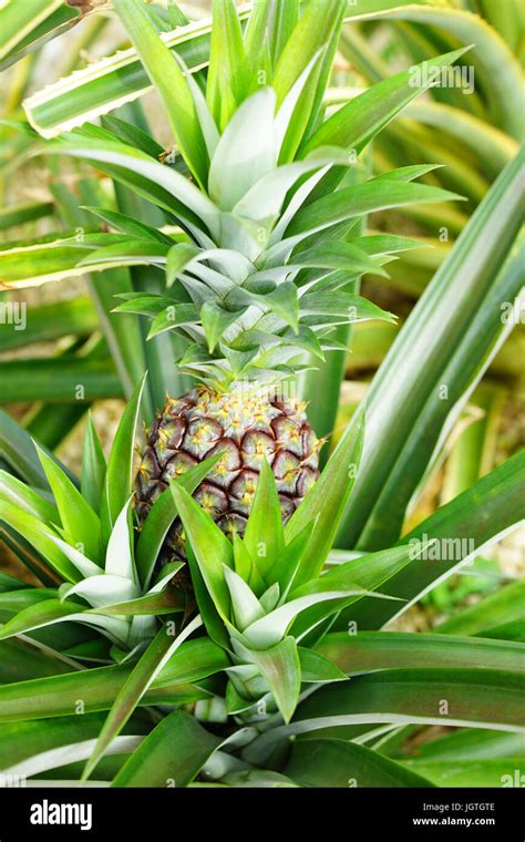 Pineapple Growing On A Plant Hi Res Stock Photography And Images Alamy