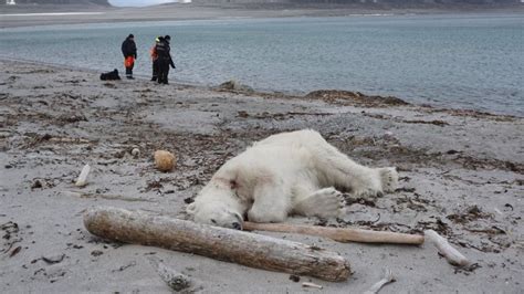 Cruise Line Faces Backlash Over Shooting Of Polar Bear Cnn