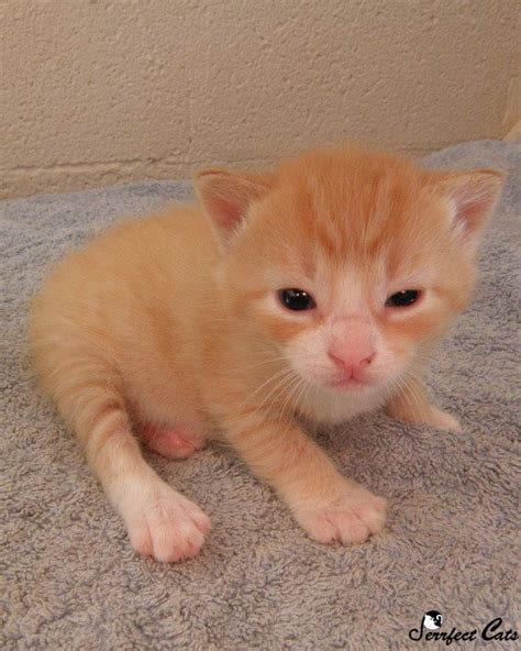 Orange Manx Kitten Kitten Cat Manxcat Help Support Community Cats