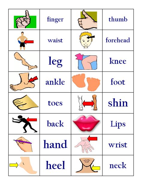Parts Of The Body Vocabulary Board Game Lesson Plan