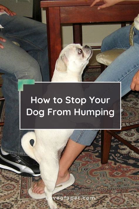 How To Stop Your Dog From Humping Dog Behavior Problems Dogs Dog