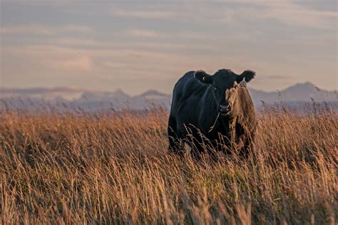 Black Angus Heifer Cow Poses In The Pasture Holly Nicoll Photography