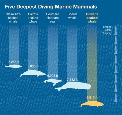 深く潜れる哺乳類 インフォグラフィック Beaked Whale Mammals Whale