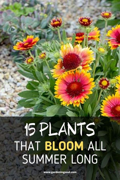 15 Plants That Bloom All Summer Long Plants Planting Flowers