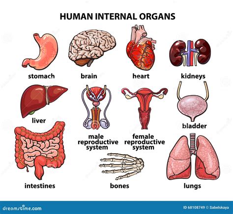 The Internal Organs Of Man Set Stock Vector Illustration Of Ovaries