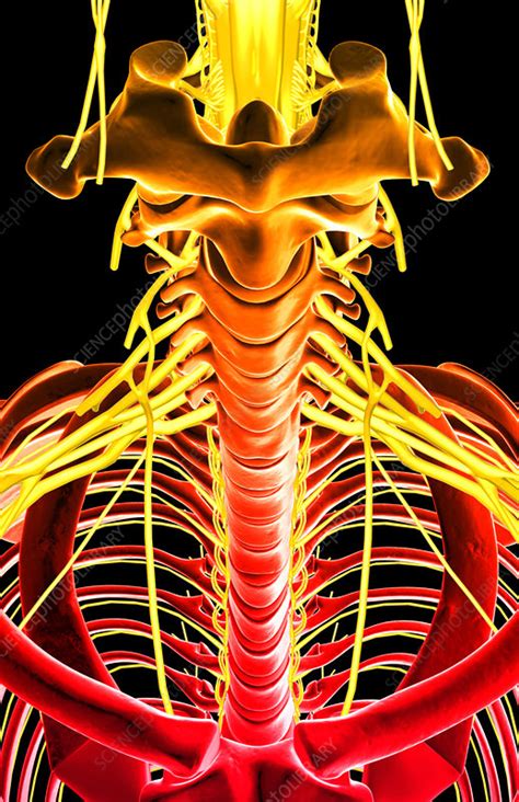 Pectoral girdle and upper limb. Nerves of the upper body - Stock Image - F002/2794 - Science Photo Library
