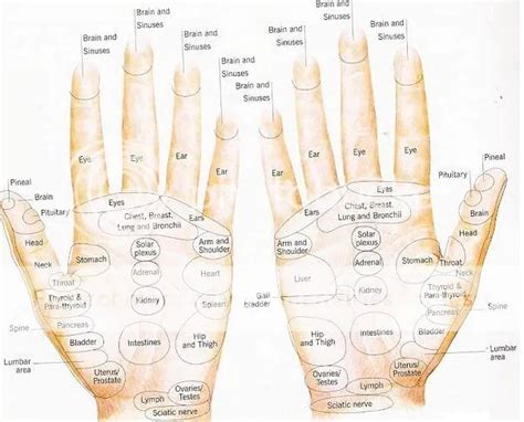 Reflexology Hand Chart A Detailed Example Reflexology Reporter