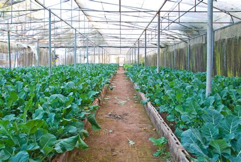 Organic Greenhouse Broccoli Stock Photo Image Of Spring Nature 14309340