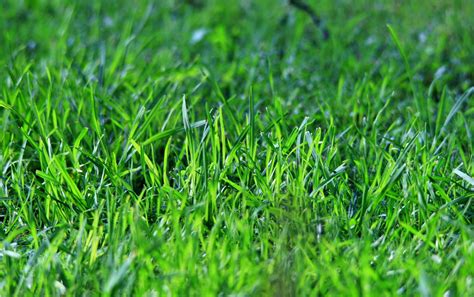 Green Lawn Free Stock Photo Public Domain Pictures