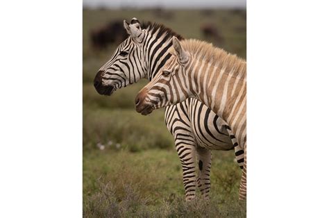 Rare Golden Zebra Sighting In The Serengeti