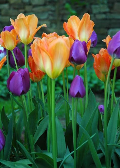Pin By Katherine Baron On Flower Power Orange Tulips Tulips