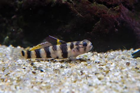 Tiger Dwarf Goby Stock Photo Image Of Small Life Thailand 138540032