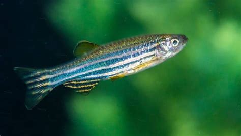 Glow In The Dark Zebrafish Could Be The Key To Finding How