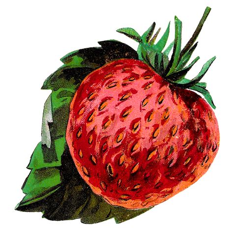 Strawberry Pencil Drawing | Free download on ClipArtMag