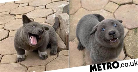 This Puppy Looks Like A Cat And We Are Obsessed Metro News