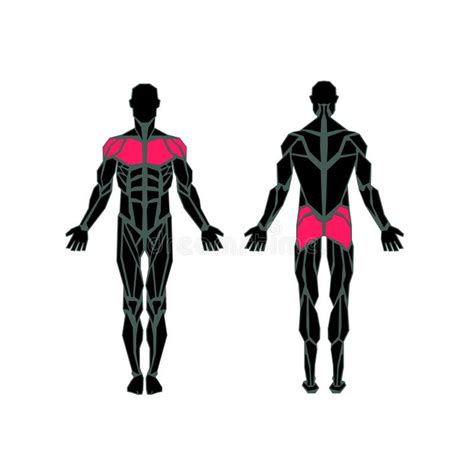 Polygonal Anatomy Muscular System Stock Illustrations 11 Polygonal