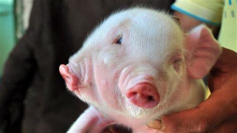 Mutant Pig With Two Heads And Three Eyes Draws Crowds — And Cash Offers