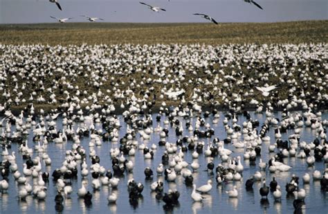 Avian Influenza Hitting Snow Geese Raptors Hardest Among Wild Birds In