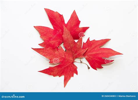 Dry Red Maple Leaves On A White Background Isolate Stock Image Image