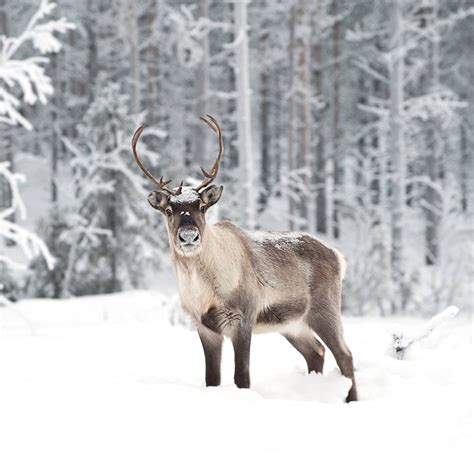 How Reindeer Have Adapted To Survive And Shape The Arctic Tundra One