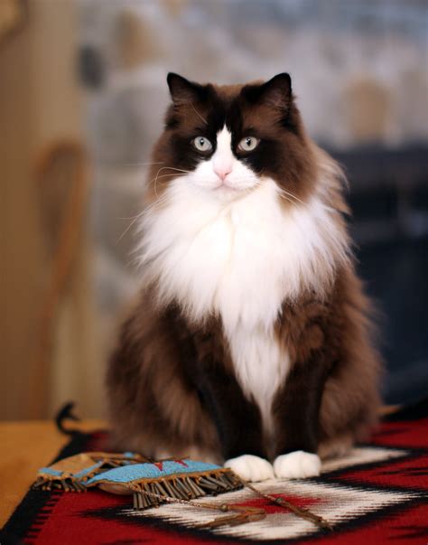 Mink ragdoll kittens are born with color. Mingo - Ragdoll of the Week, a Seal Mink Bicolor Ragdoll Cat