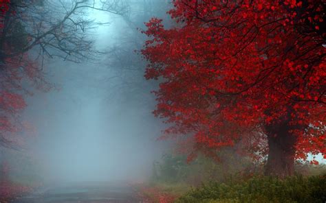Misty Road In Autumn Forest Hd Wallpaper Background