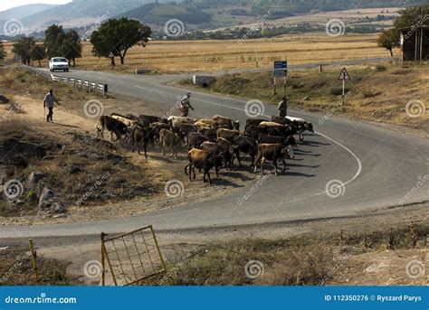 Vehicles Cattle And People Sharing The Road Editorial Image 177061254