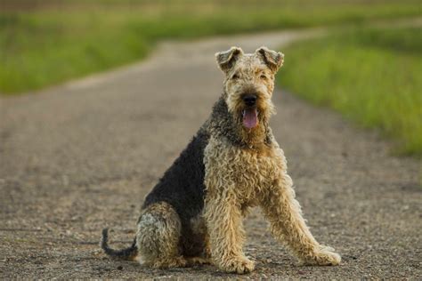 Wirehaired Dog Breeds
