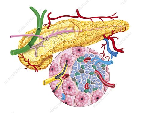 The Pancreas Illustration Stock Image C0256439 Science Photo