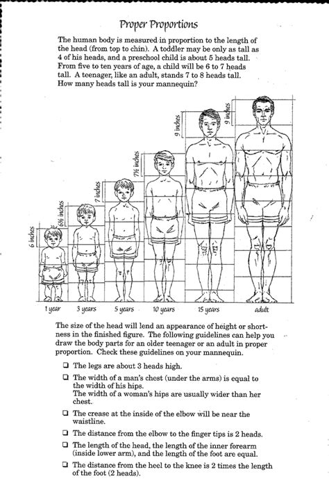 Human Body Proportions
