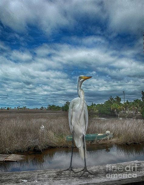 Great Egret Photograph By Judy Hall Folde Fine Art America