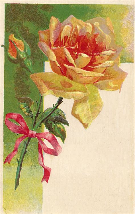 Antique Images Vintage Flower Clip Art Yellow Rose With