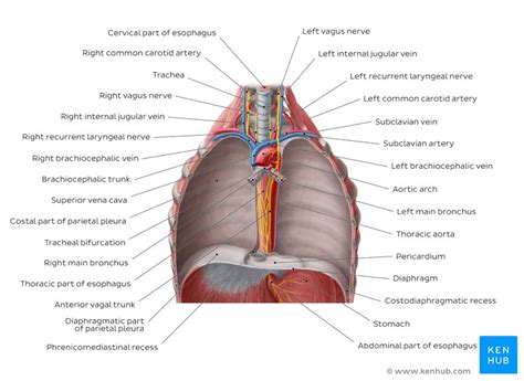 Thorax Anatomy Wall Cavity Organs Neurovasculature Kenhub