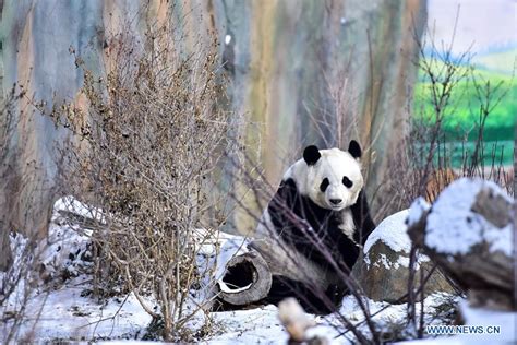 Giant Pandas Play In Snow At Xining Panda House In Nw China Xinhua