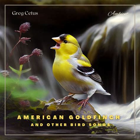 American Goldfinch And Other Bird Songs Nature Sounds For Study And