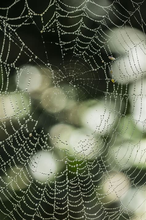 Free Images Nature Dew Bokeh Rain Animal Spiderweb Insect