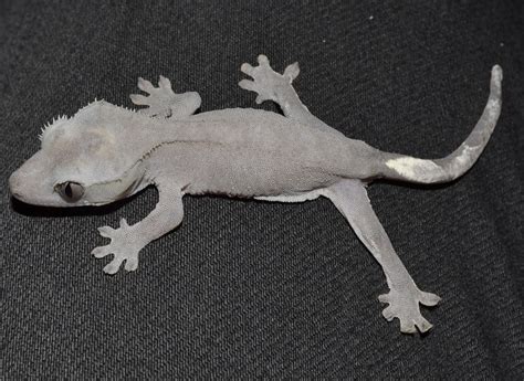 Crested Geckos Blog October 2012