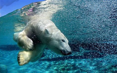 Herunterladen Bären Unter Wasser Eisbär Eisbären Hintergrundbilder