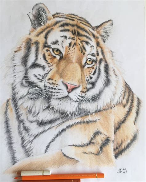 Tiger By Laetitiasportraits Tiger Art Drawing Tiger Sketch Lion