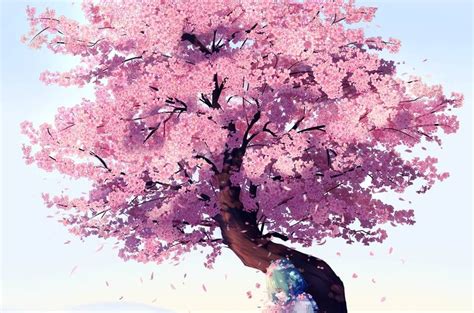 Cherry Blossom Tree Png Anime Cherry Blossom Tree Drawing 800 800