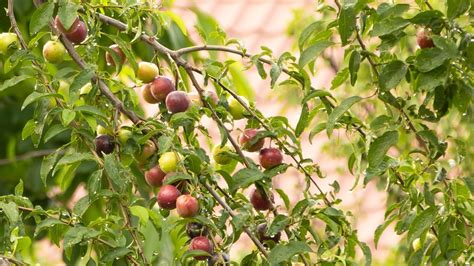 My Prunus Cerasifera Full With Fruits Youtube