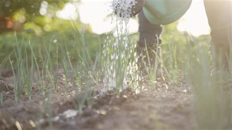 Watering Green Onion Sprout At Sunset Stock Footage Videohive
