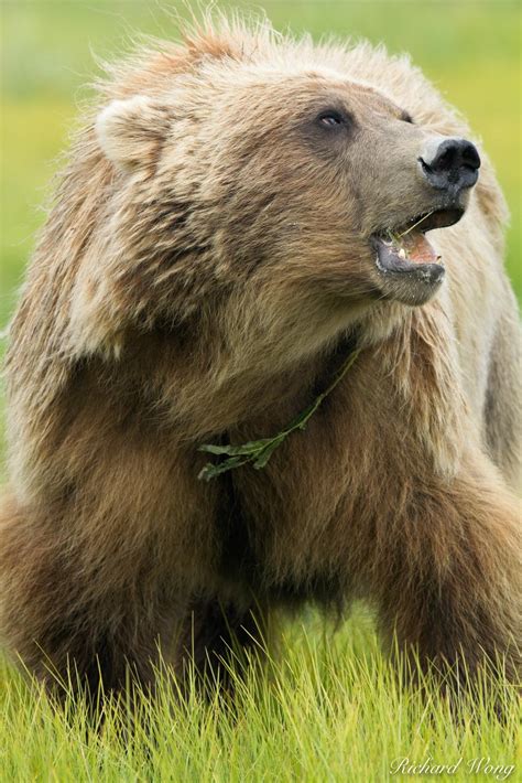 Grizzly Bear Lake Clark National Park Photo Richard Wong Photography