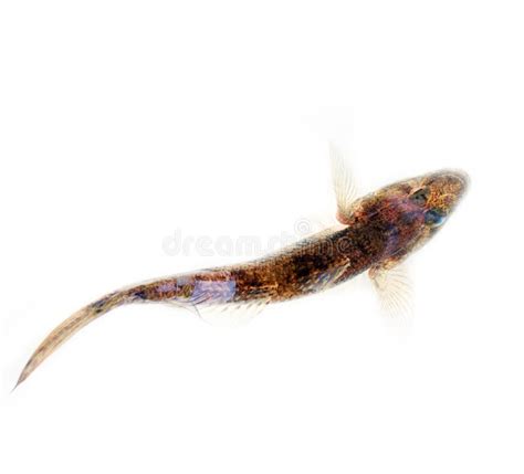 Backwater Kerala Goby Fishes Gobius Stock Photo Image Of Head