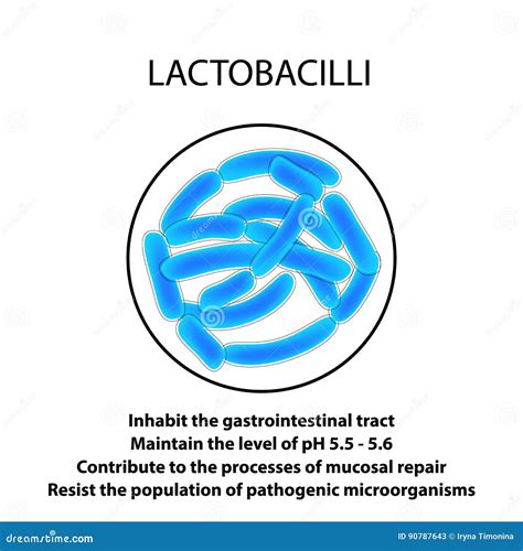 Structure And Function Of The Lactobacillus Infographics Vector