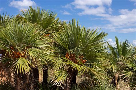 How To Grow And Care For The European Fan Palm