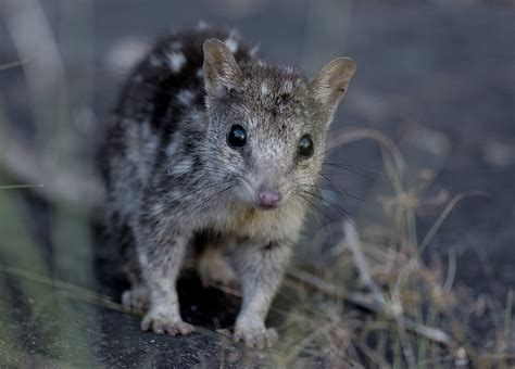 The Northern Quoll True North Adventure Cruises
